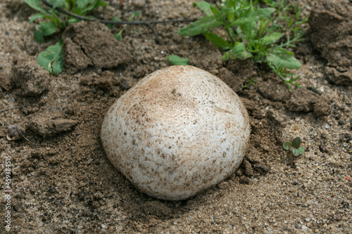 Germination of champignon  Latin  Agaricus  in the garden. A round cap of a young mushroom. Mushroom closeup.