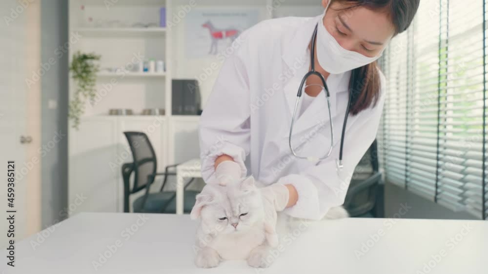 Asian veterinarian examine cat during appointment in veterinary clinic. Asian veterinarian examine cat during appointment in veterinary clinic.