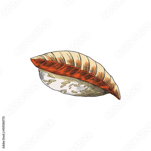 Sushi nigiri with raw salmon, rice in color sketch vector illustration isolated