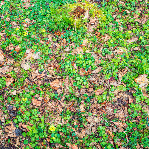 Sprouts of various green grasses, fallen tree leaves, buds and branches, texture of spring forest floor