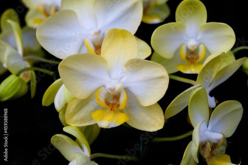 Close-up of white orchids against dark background.