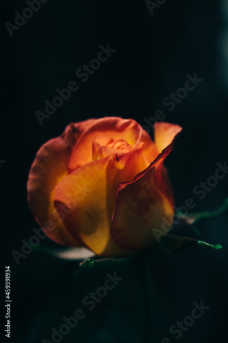 Close up shot of rose with moody background colors