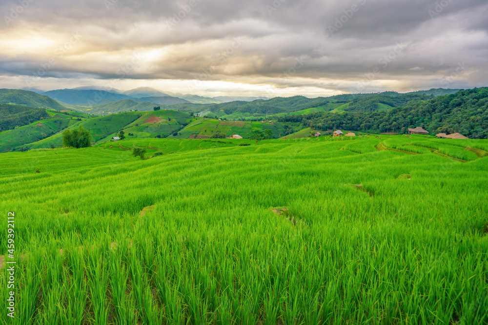 Obraz premium landscape rice fields of the mist floating over village at Pa Pong Pieng Chiang Mai, Thailand