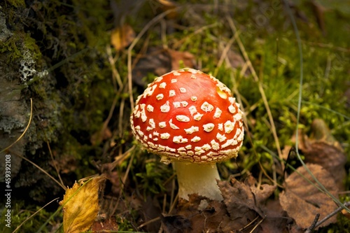 red fly agaric mushroom or toadstool at the forest