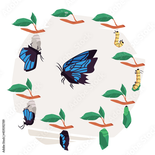 Life cycle of butterfly infographic diagram flat vector illustration isolated.