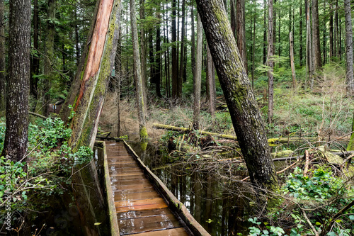 boardwalk hiking trail on Whyte Lake in the outdoors of West Vancouver, British Columbia, Canada