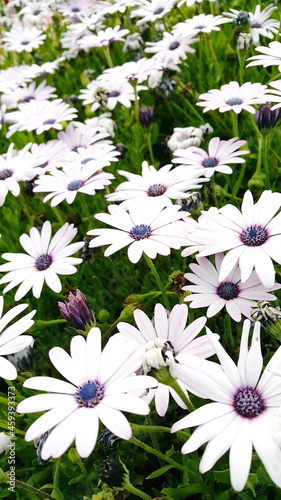 White cape daisies with purple centers blooming in a lush garden