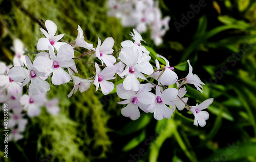 Elegant white orchids with pink centers in a tropical garden
