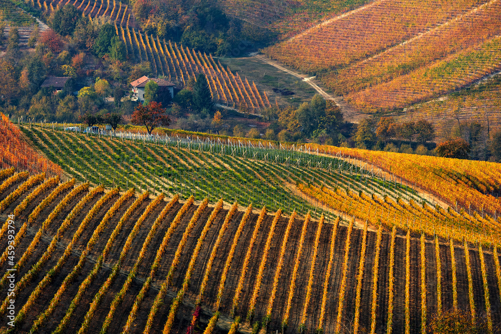 Fototapeta premium Colorful autumnal vineyards of Langhe.