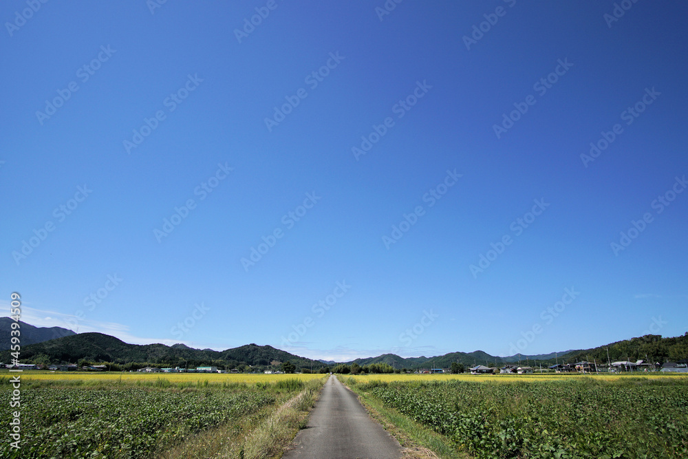 くろまめ畑(丹波黒) 丹波篠山秋の田園風景 9月下旬 くろまめ畑(丹波黒) 丹波篠山秋の田園風景 9月下旬