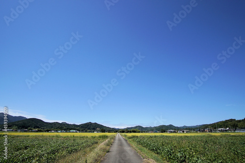 くろまめ畑（丹波黒）　丹波篠山秋の田園風景　9月下旬