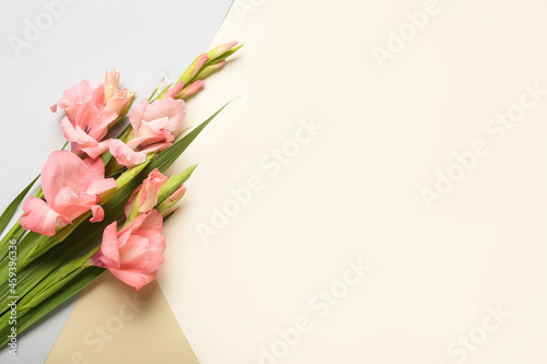 Fototapeta Naklejka Na Ścianę i Meble -  Gorgeous gladiolus flowers on color background