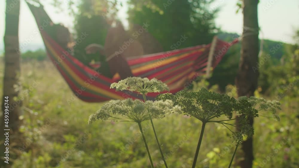 Close-up of blooming beautiful mountain wildflowers in rays of warm summer sunrise with blurry serene black woman swaying and relaxing in hammock in background. Nature, recreation and freedom concept