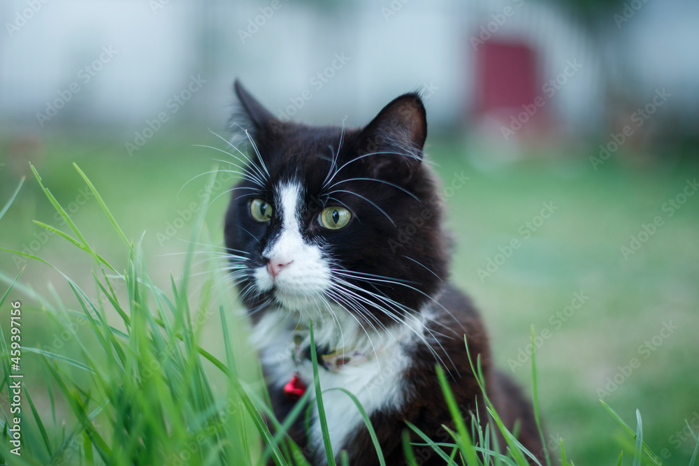 long haired black and white cat with green eyes behind green grass