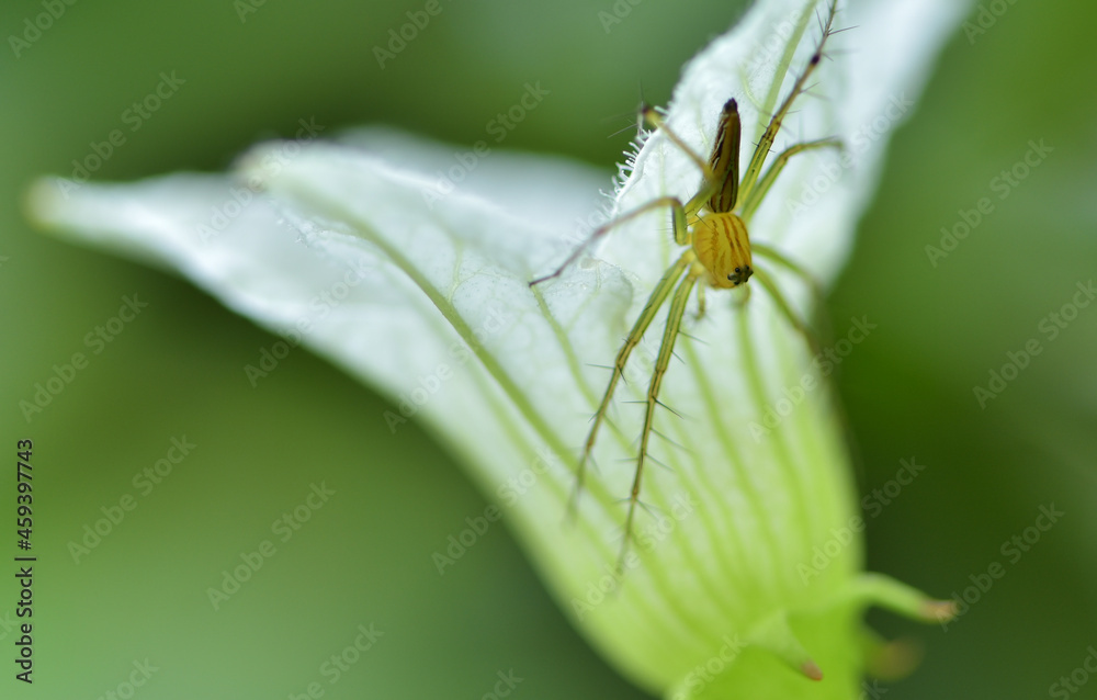 Small spider sits under at white flower for eating dew in the morning. Small spider sits under at white flower for eating dew in the morning.