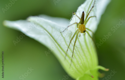 Small spider sits under at white flower for eating dew in the morning. © Pongsatorn