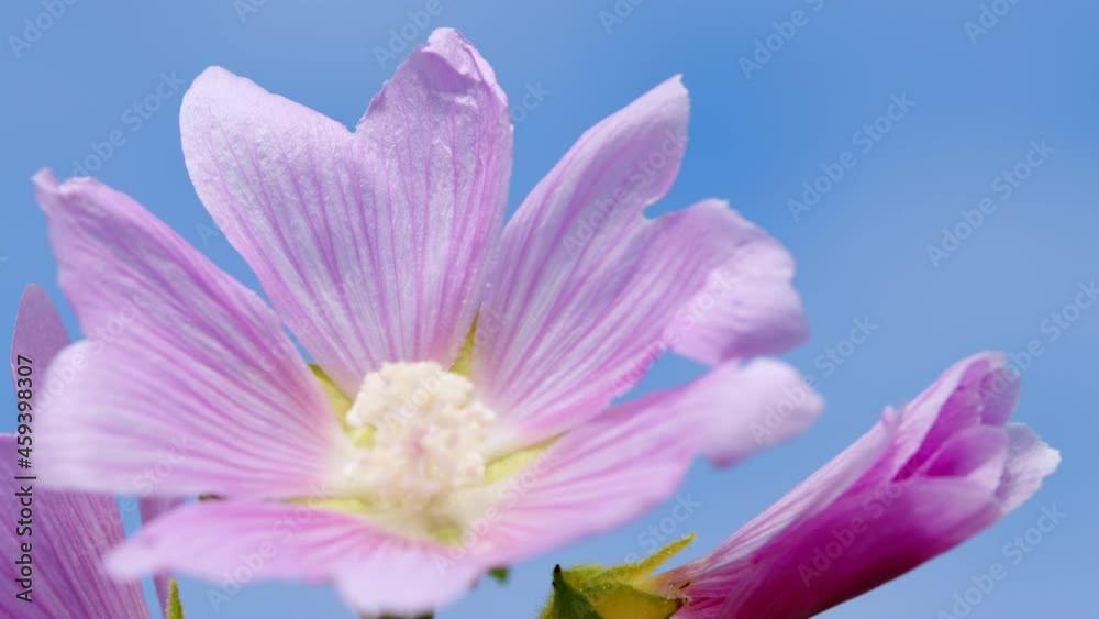 Althaea wild flower growing in a meadow. They are native to asia and europe. Rack focus.