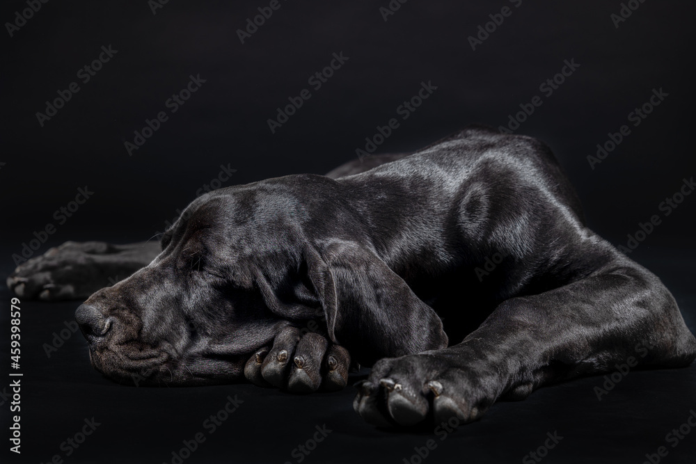 Great dane puppy dog portrait lying down sleeping resting on black background shoot in studio
