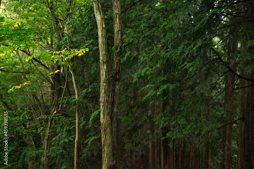 森の新緑(アップ) © 瑛之 新井