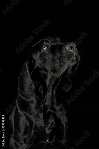 Great dane puppy dog close up portrait on black background in studio