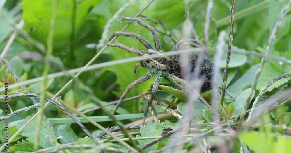 Closeup photo of female wolf spider with the offspring on the back Closeup photo of female wolf spider with the offspring on the back