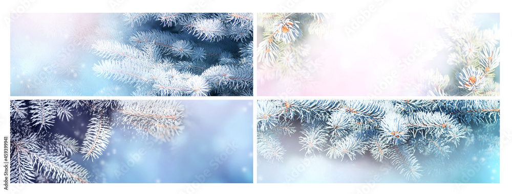 Set of horizontal Christmas banners with branch of blue spruce