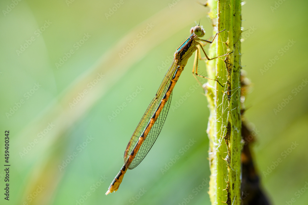 Macro shot of sympecma fusca, the common winter damselfly perching on a straw and resting. Shallow depth of field, green background. Macro shot of sympecma fusca, the common winter damselfly perching on a straw and resting. Shallow depth of field, green background.