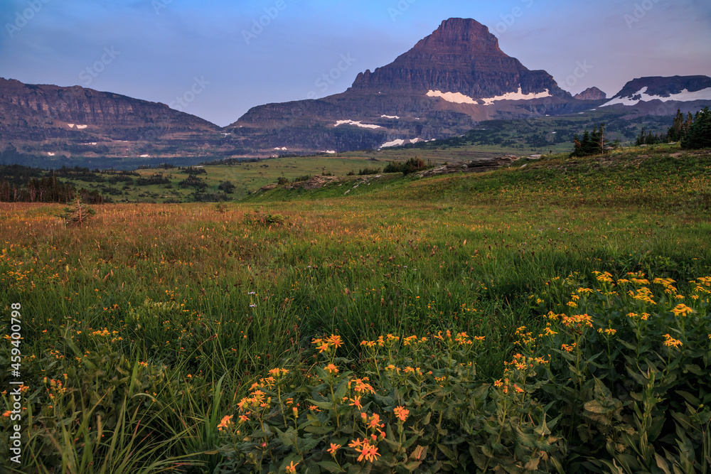 Mountain Sunset with Wildflowers at Hidden Lake Trail, Logan Pass, Glacier National Park, Montana