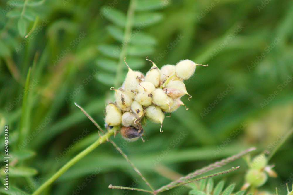 Chick-pea milk vetch closeup view with green blurry plants on background Chick-pea milk vetch closeup view with green blurry plants on background