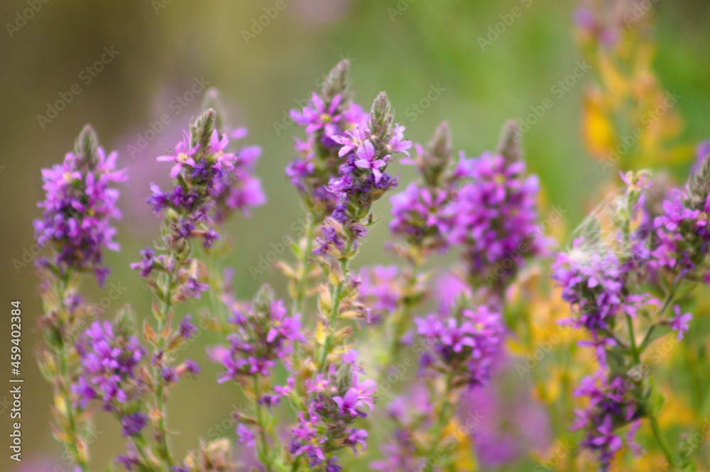 Multiple purple loosestrife in bloom landscape closeup view with selective focus on foreground