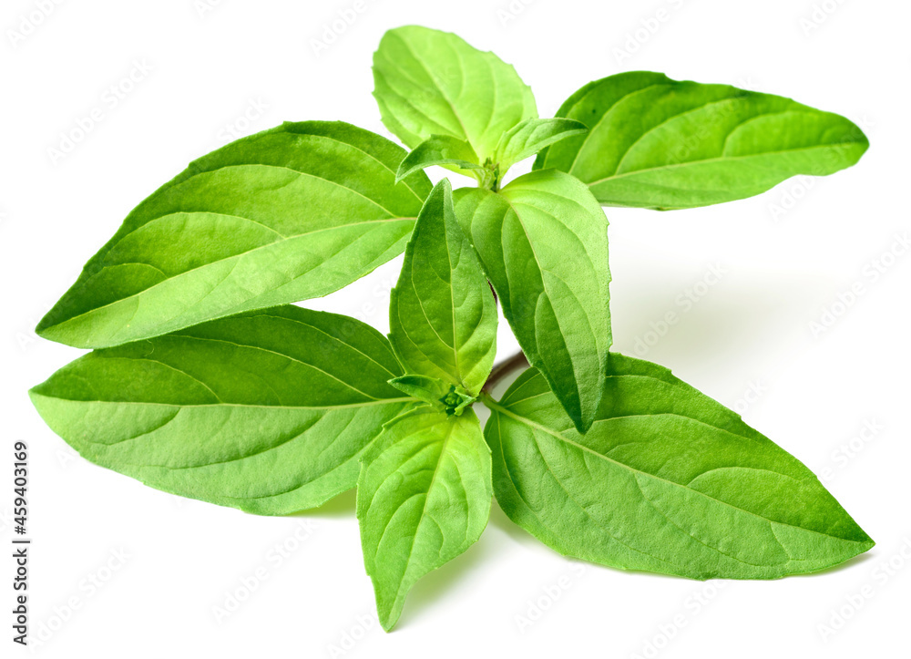 fresh Thai Basil isolated on white background fresh Thai Basil isolated on white background