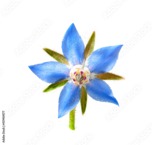 fresh borage flower isolated on white background photo