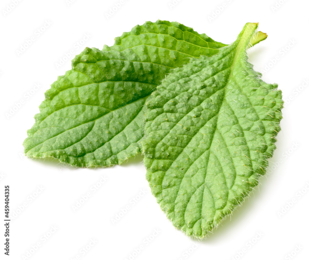 fresh borage leaves isolated on white background fresh borage leaves isolated on white background