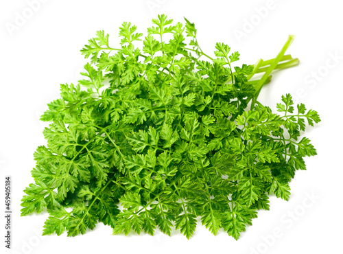Tableau sur toile fresh chervil isolated on white background
