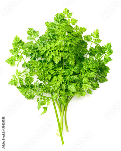 Photos bunch of fresh chervil isolated on white background