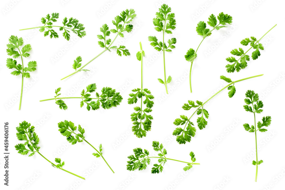 Fototapeta premium fresh cliantro isolated on white background, top view