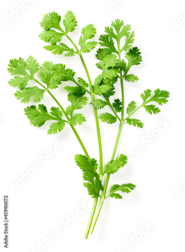 fresh coriander isolated on white background, top view
