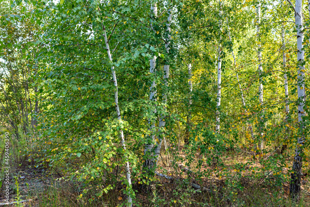 Forest with birches in summer.