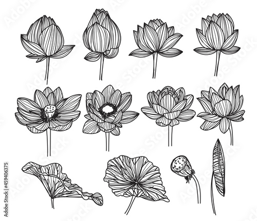 lotus flower drawing and sketch black and white