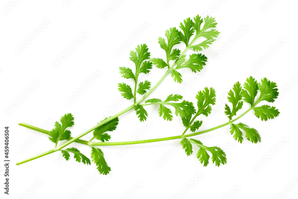 fresh coriander isolated on white background, top view fresh coriander isolated on white background, top view