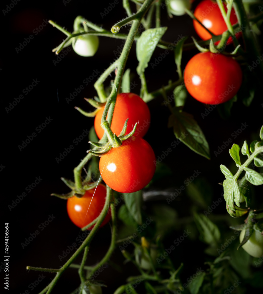 Ripe tomatoes on a bush in the garden.