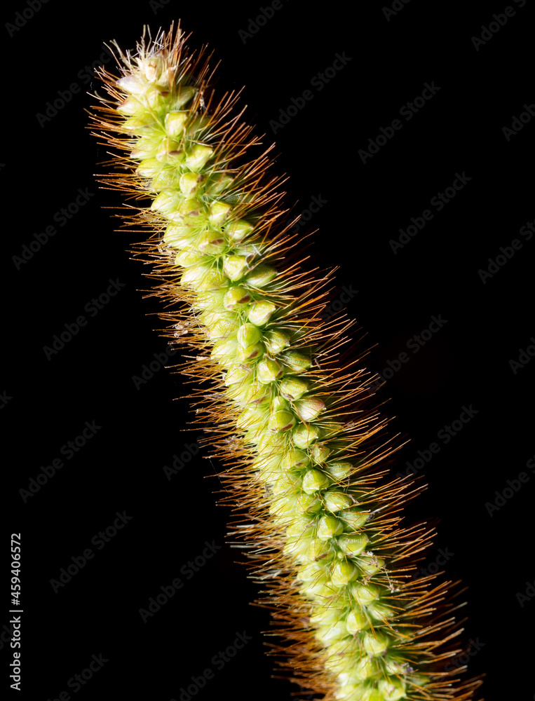 Ear of grass isolated on black background.