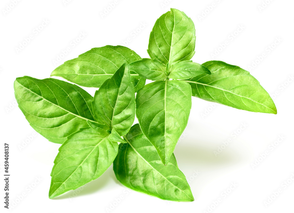 fresh lemon basil isolated on white background fresh lemon basil isolated on white background
