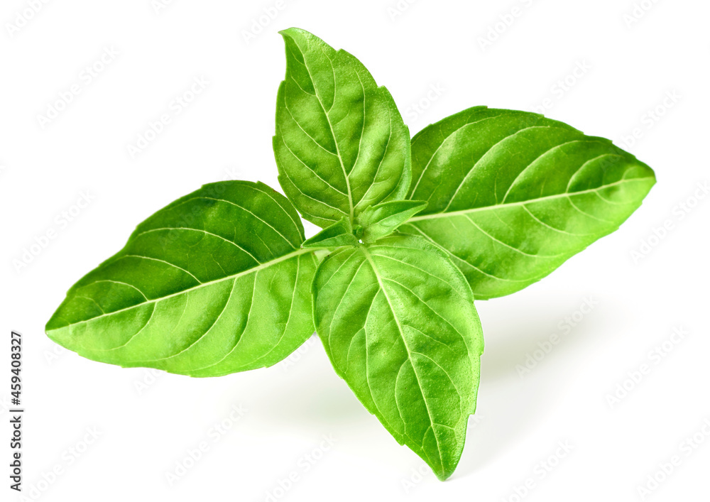 fresh lemon basil isolated on white background fresh lemon basil isolated on white background