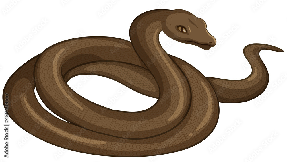 Fototapeta premium Snake animal on white background