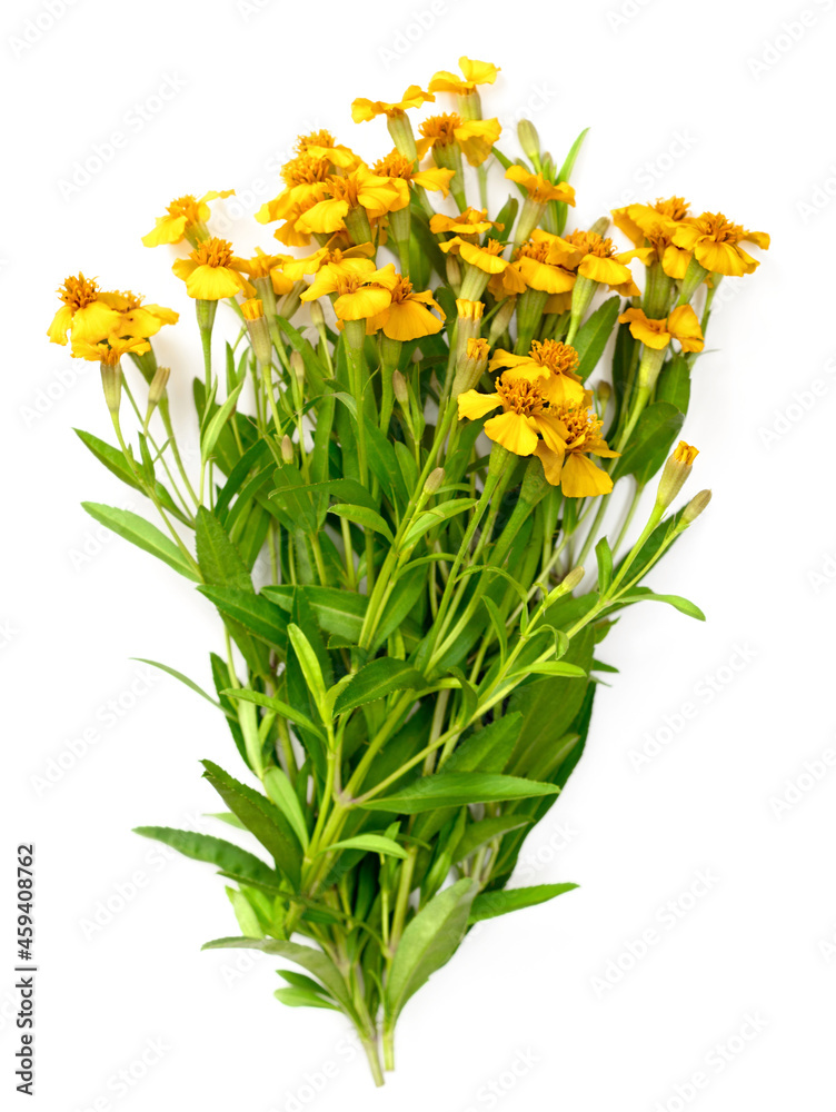 bunch of fresh Mexican tarragon flowers isolaed on white background, top view