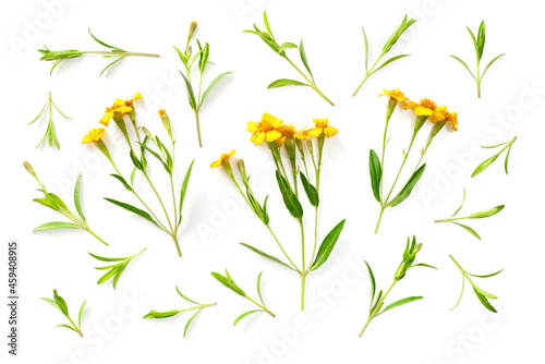 fresh sweet marigold flowers and leaves isolated on white background, top view © Amy Lv