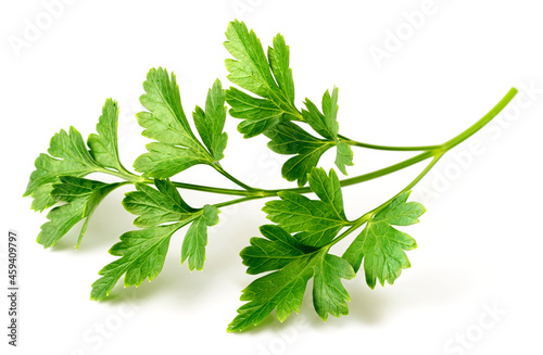 Принти на полотні fresh flat-leaf parsley herb isolated on white background