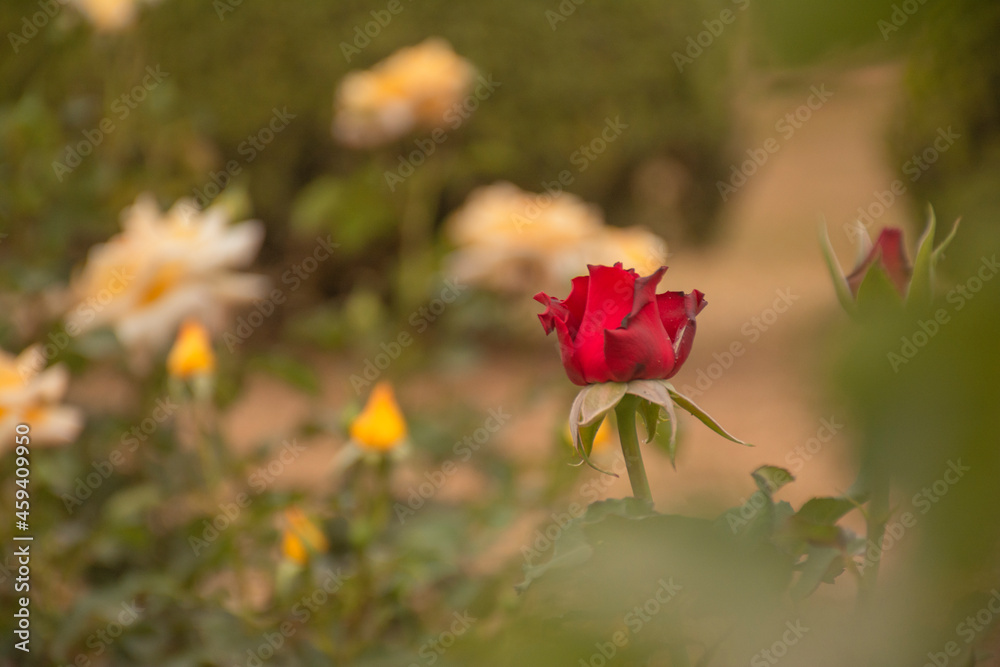 red rose flower on orange blurred background and flowers yellow