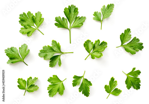fresh flat parsley isolated on white background, top view photo